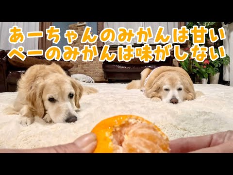 なっちゃん。ページ　黄色わんちゃん　アミボムカバー Ah-chan's oranges are sweet, but Pei's don't taste like