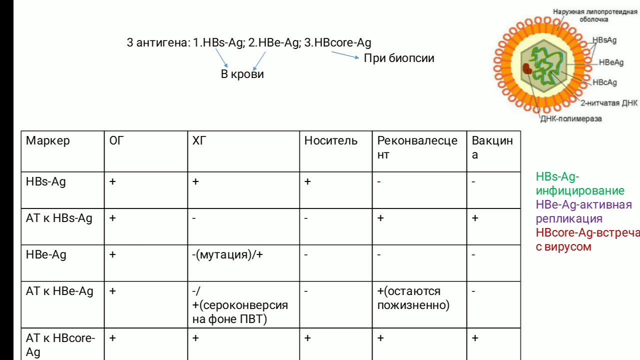 Маркеры hbsag