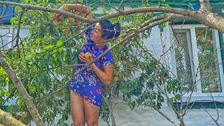 Eşim Şeftali Topluyor Ve Lezzetli Cheesecake Yapıyor. Küçük Bir Çiftlikte Yaşam