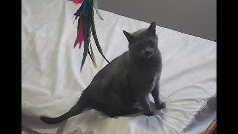 Video of adoptable pet named Shade, Willow Grove Area, (FCID 09-05-2025-136)