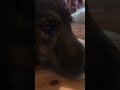 Dog reveal😱🥰🔥