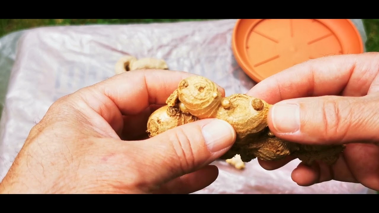 καλλιέργεια τζίντζερ