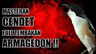 Masteran Cendet Tembakan Armagedon!!