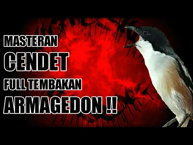 Masteran Cendet Tembakan Armagedon!! class=