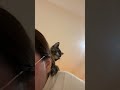 I’ve no idea how to train my cat not to bite 🥺#howtotrain#catlovers #cuteanimal #youtubeshorts