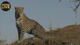 safariLIVE - Sunrise Safari - September 12, 2018