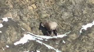 Охота на якутского снежного барана в горах Якутии.