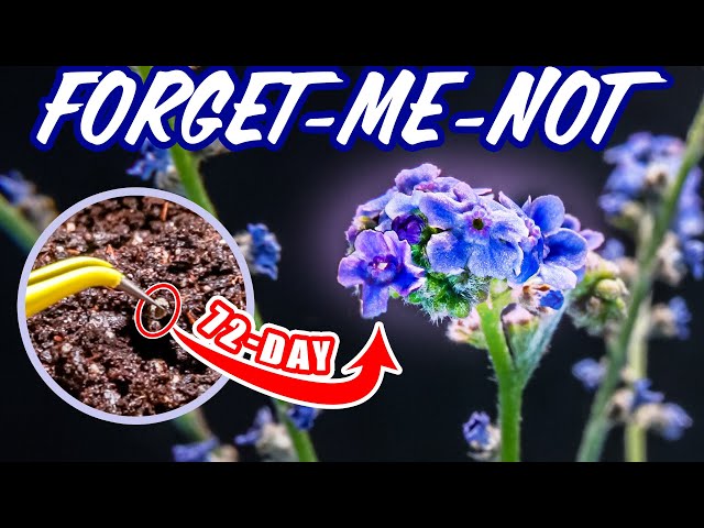 How To Direct Sow Forget Me Not Seeds ~ Ep 78 