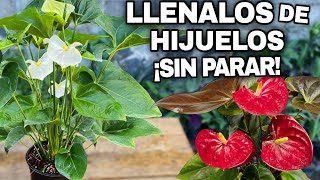 Lo que NADIE te dice del ANTURIO: El secreto para llenarlo de HIJUELOS
