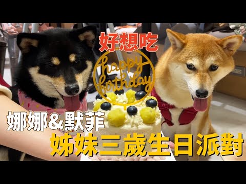 娜娜與姊妹默菲三歲了!今年也是一起過生日 在寵物餐廳玩得好high啊｜娜娜日記｜郭札克