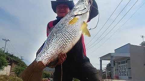 Cá Chẽm Khổng Lồ Cuộc Chiến Đầy Kịch Tính | Dân Chơi Đi Câu #101