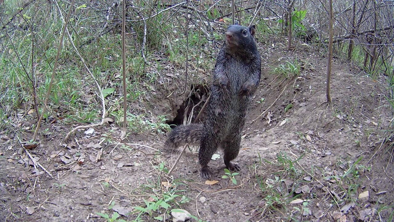 A rock squirrel near an underground burrow YouTube