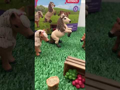 Video: Welsh Pony