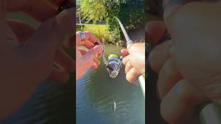🎣Pike on the world smallest Rod🫨 #fishingvideo