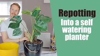 Repot into Lechuza self watering planter - Monstera thai constellation  repotting - How to set up