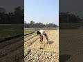 সবজি চাষের জন্য বেড তৈরি করলাম। #sfj_agro #viral #short #minivlog #agriculture