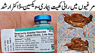 Newcastle Disease Nd Lasota Vaccination Chicken Immunization Dr Arshad