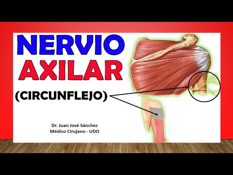 🥇 Anatomía del NERVIO AXILAR - CIRCUNFLEJO. (Ramas, Inervación Cutánea)