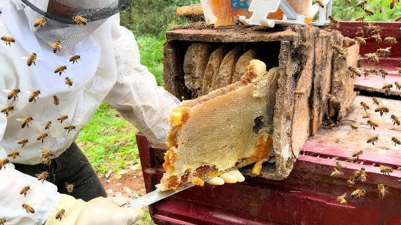 Cutting Fresh 🍯 The Most Satisfying Honey Harvest!honey 