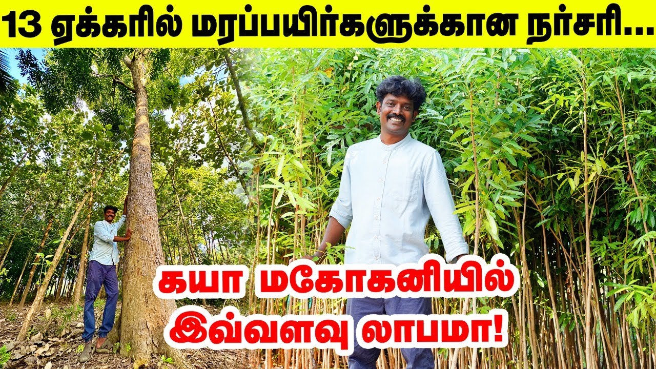 ஏக்கருக்கு 750 கயா மகோகனி... 8 வருடத்தில் பலே லாபம் | khaya mahogany | Pasumai Vikatan