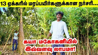 ஏக்கருக்கு 750 கயா மகோகனி... 8 வருடத்தில் பலே லாபம் | khaya mahogany | Pasumai Vikatan