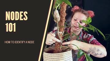 Nodes 101 *what is a node and how to identify one*