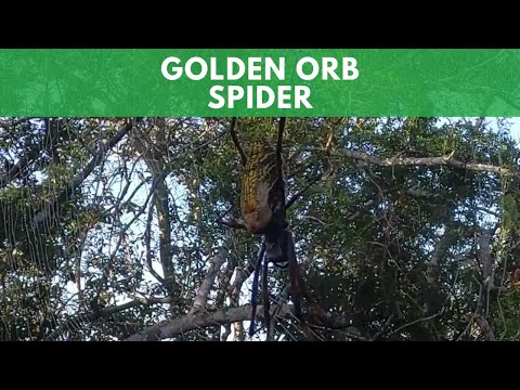 Golden Orb Spider