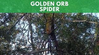 Den Orb Spider