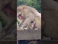 ママは赤ちゃんのそばにつきっきりで子育て✨🥹たくさんたべてオッパイもらうんだよ🍼　#ニホンザルの赤ちゃん #淡路島モンキーセンター #cute #monkey