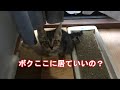 家に来たばかりの子猫が部屋を探検する姿がかわいい。