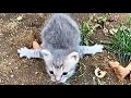 【感動】「この足はどうしちゃったの？」動けなくなっていた子猫を保護するとその後の変化に勇気をもらえる【心温まる話】
