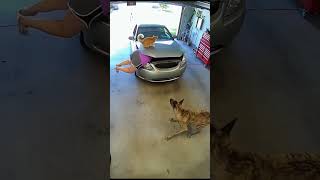When The Garage Becomes A Pet Playground