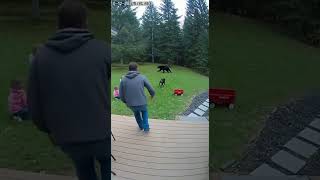 Bear Attack
