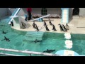 【おたる水族館】ペンギンショー(カラス乱入)