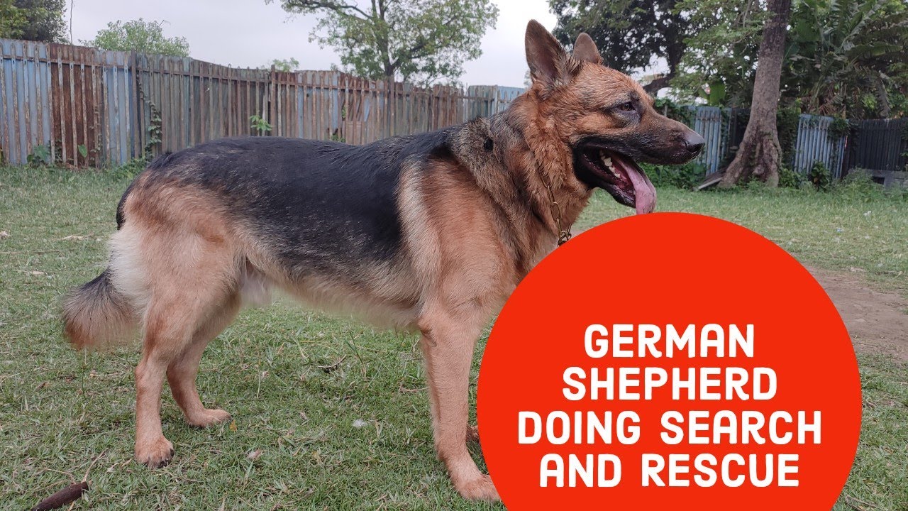 GERMAN SHEPHERD SEARCH AND RESCUE - YouTube