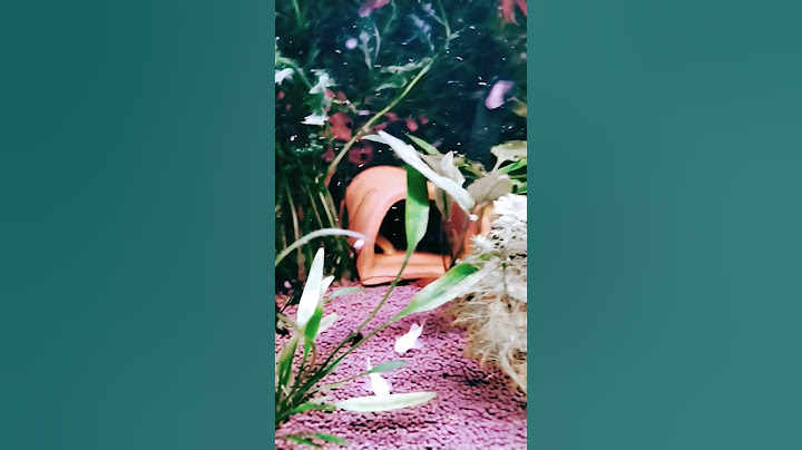 поставила домик🛖 для беременной самки  вуалевой ..💦😍