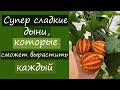 Эти супер сладкие дыни сможет вырастить каждый