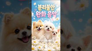 Separation Anxiety Relief Music 🐶강아지 분리불안 완화 음악