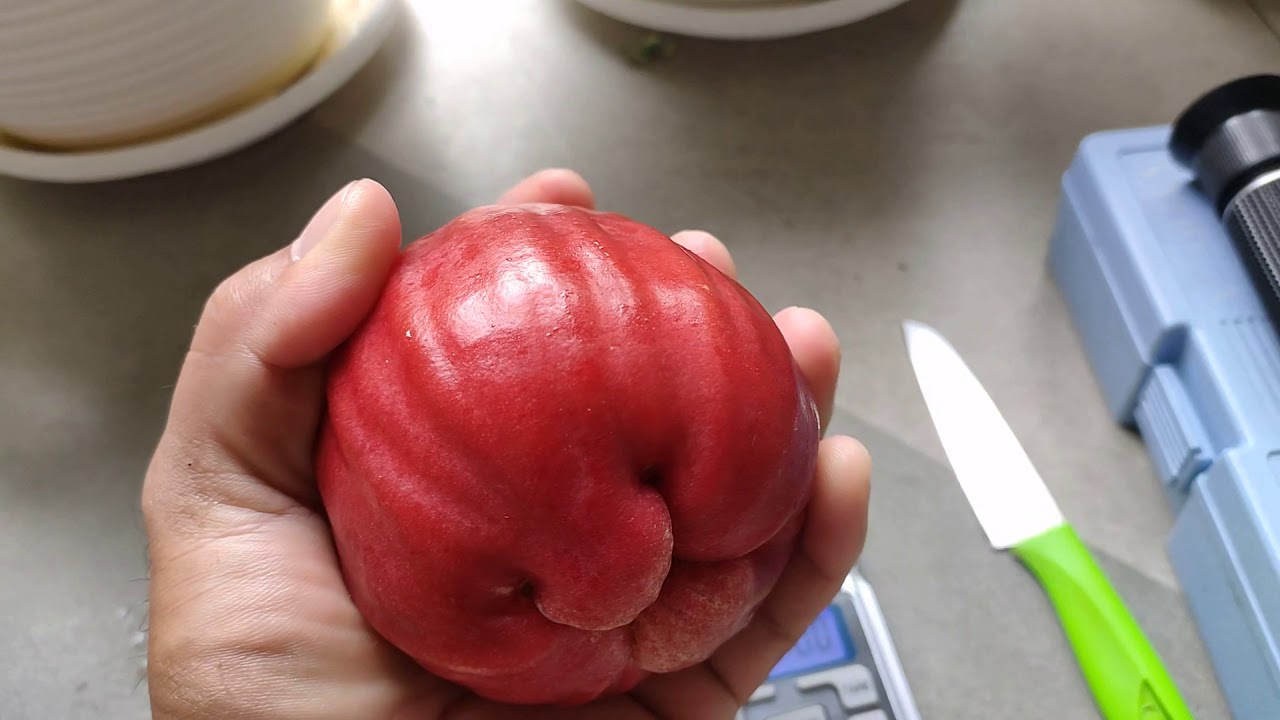 Jambu Air Barbie Sugar Di Guyur Hujan Setiap Hari Tetap Manis Dan Renyah