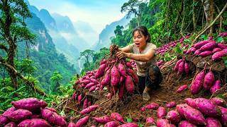 200 Days Harvesting Giant Mutant Purple Sweet Potatoes in the Forest and Transporting Them to Market