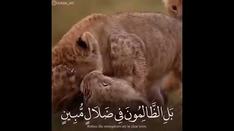 القارىء ياسر الدوسري سورة لقمان