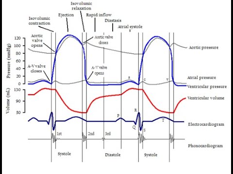 ciclo cardiaco