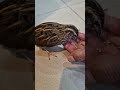 Quail Natural Voice