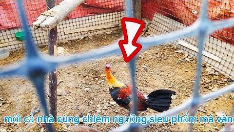 Gà rừng rặc má vàng tai đỏ miền Bắc mời cả nhà siêu tần ,,qaib qus daj zoo nraug sđt Zalo 0868471354