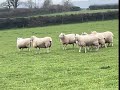 The Mini Shepherdess driving in the sheep