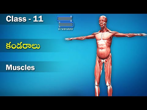 కండరాలు – Muscles | Locomotion and movement | Biology Telugu | Class 11 | Inter 2nd Year