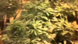 Ashland Grow Room Week 1Flower