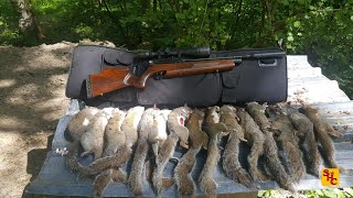 Pest Control with Air Rifles - Squirrel Shooting - Team Effort!