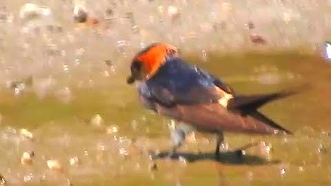 Red-rumped Swallow - A Bird Video