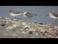 Common Greenshank طيطوي أخضر الساق Sharjah Birds 051 GRK006 Mohamed Kamal